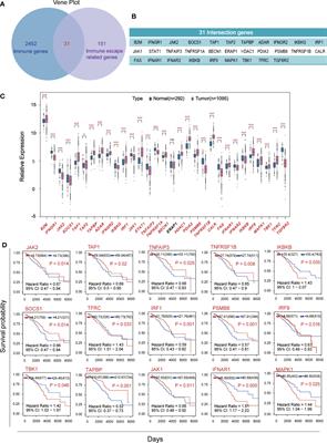 Vemurafenib inhibits immune escape biomarker BCL2A1 by targeting PI3K/AKT signaling pathway to suppress breast cancer